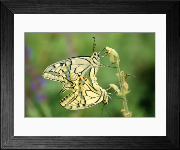 Framed Print : Swallowtail Butterfly - pair copulating Framed Print : Swallowtail Butterfly - pair copulating
