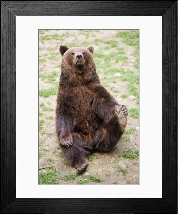 Framed Print : European Brown Bear - begging for food Framed Print : European Brown Bear - begging for food