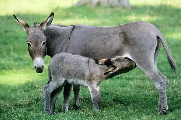 Donkey - mother & suckling foal