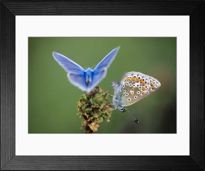 Framed Print : Common Blue Butterfly - male & female Framed Print : Common Blue Butterfly - male & female