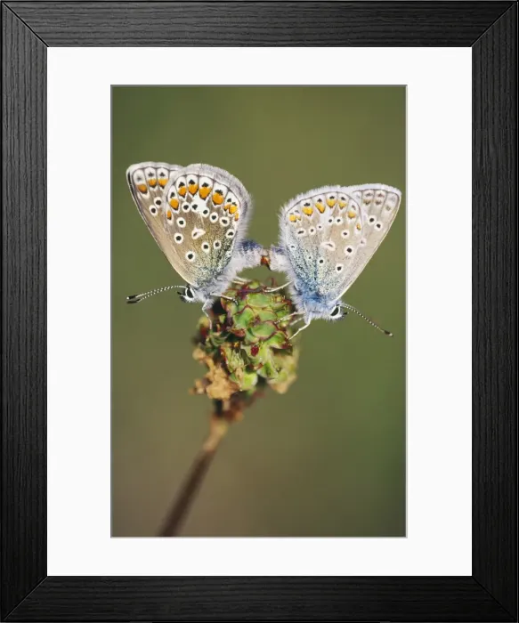 Framed Print : Common Blue Butterfly - male & female copulating Framed Print : Common Blue Butterfly - male & female copulating
