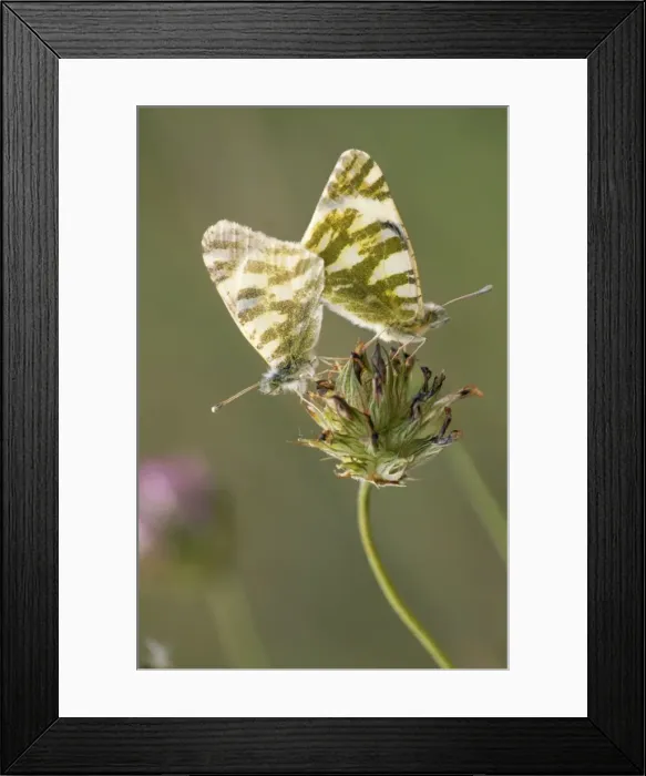 Framed Print : Bath White Butterfly - couple copulating Framed Print : Bath White Butterfly - couple copulating