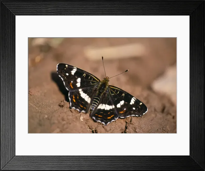 Framed Print : Map Butterfly - summer generation feeding Central Europe, Italy, Scandinavia, South East Balkans Framed Print : Map Butterfly - summer generation feeding Central Europe, Italy, Scandinavia, South East Balkans