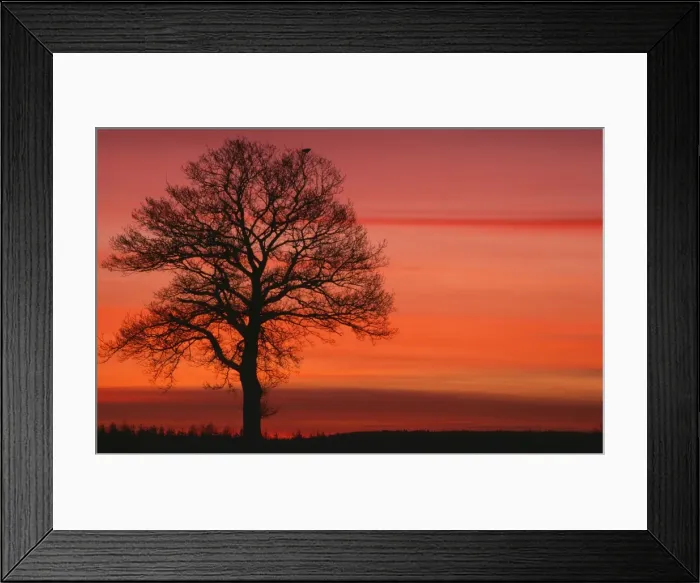 Framed Print : Oak Tree - with buzzard, in winter dawn light Framed Print : Oak Tree - with buzzard, in winter dawn light