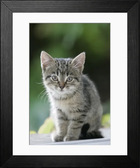Framed Print : Cat - Kitten - Sitting on house door-step, waiting to be fed. Lower Saxony, Germany Framed Print : Cat - Kitten - Sitting on house door-step, waiting to be fed. Lower Saxony, Germany