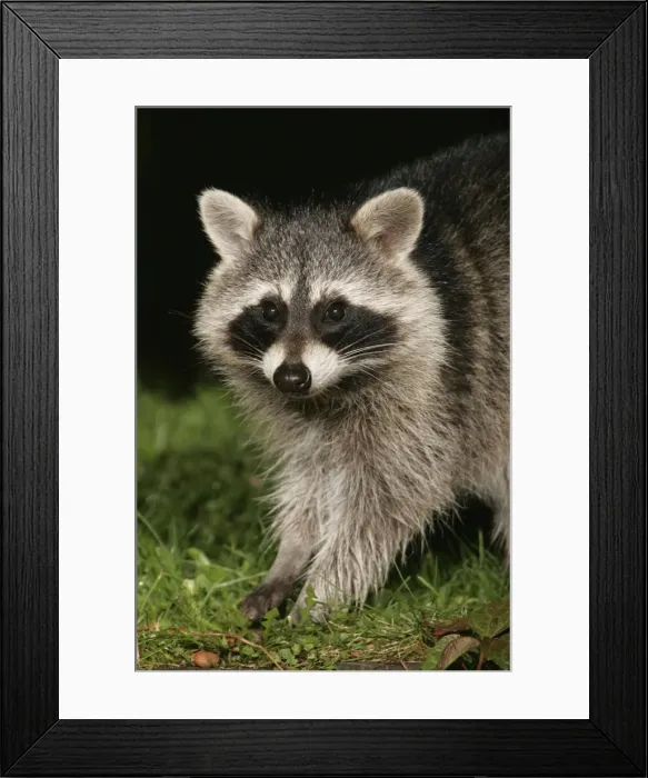 Framed Print : Raccoon - In garden at night, searching for food in autumn. Lower Saxony, Germany Framed Print : Raccoon - In garden at night, searching for food in autumn. Lower Saxony, Germany