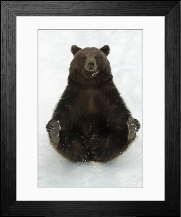 Framed Print : European Brown Bear - Female sitting in snow Framed Print : European Brown Bear - Female sitting in snow