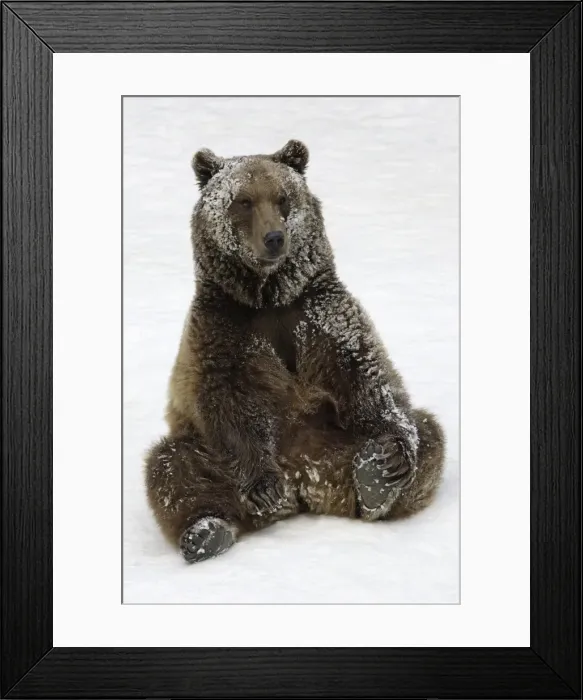 Framed Print : European Brown Bear - Male, resting after playing in snow Framed Print : European Brown Bear - Male, resting after playing in snow