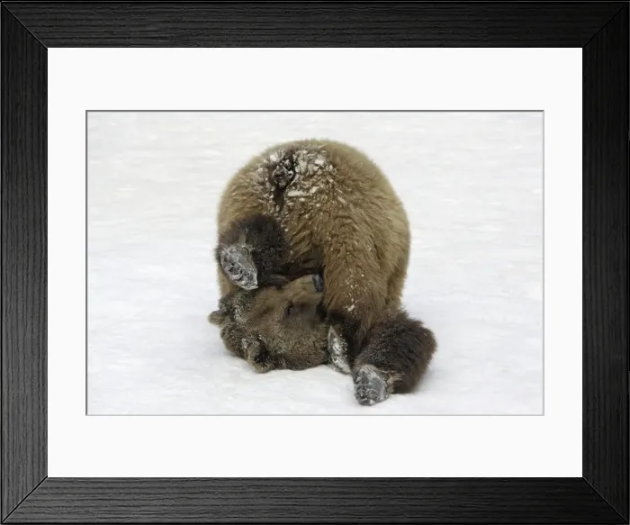 Framed Print : European Brown Bear - Male, rolling in snow, playing Framed Print : European Brown Bear - Male, rolling in snow, playing