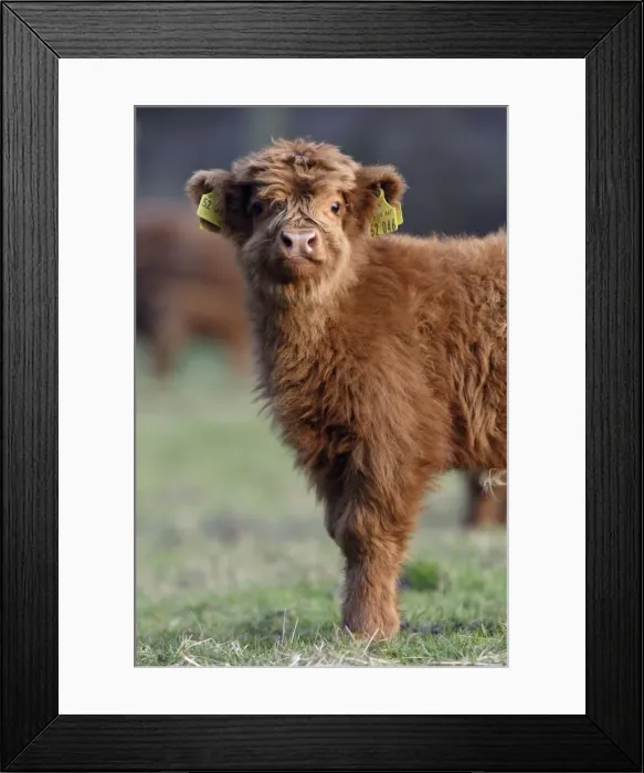 Framed Print : Highland Calf - On meadow, with registration tags in ears, looking inquisitive. Lower Saxony, Germany Framed Print : Highland Calf - On meadow, with registration tags in ears, looking inquisitive. Lower Saxony, Germany