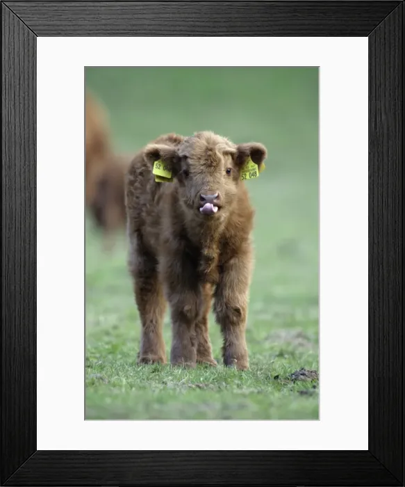 Framed Print : Highland Calf - On meadow, with registration tags in ears, sticking tongue out. Lower Saxony, Germany Framed Print : Highland Calf - On meadow, with registration tags in ears, sticking tongue out. Lower Saxony, Germany