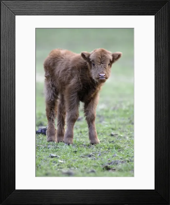 Framed Print : Highland Calf - On meadow, with registration tags in ears, looking inquisitive. Lower Saxony, Germany Framed Print : Highland Calf - On meadow, with registration tags in ears, looking inquisitive. Lower Saxony, Germany