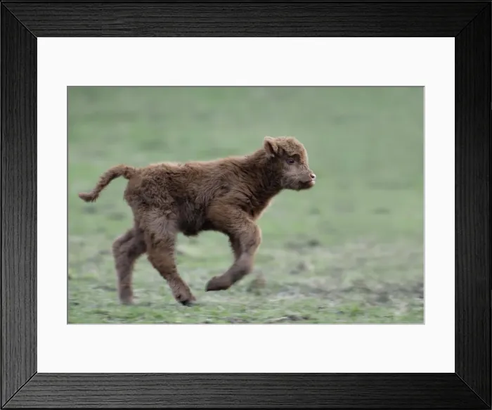 Framed Print : Highland Calf - Running across meadow. Lower Saxony. Gremany Framed Print : Highland Calf - Running across meadow. Lower Saxony. Gremany