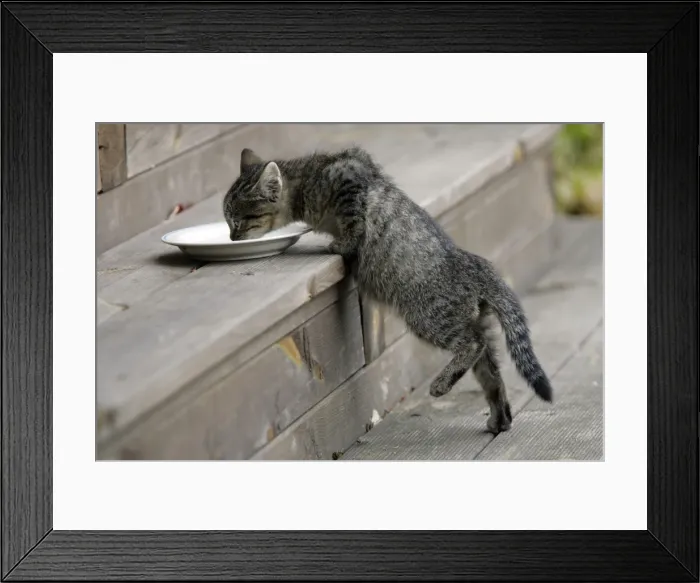 Framed Print : Cat - Kitten drinking milk from saucer on door-step. Lower Saxony, Germany Framed Print : Cat - Kitten drinking milk from saucer on door-step. Lower Saxony, Germany