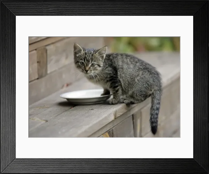 Framed Print : Cat - Kitten waiting to be fed on door-step. Lower Saxony, Germany Framed Print : Cat - Kitten waiting to be fed on door-step. Lower Saxony, Germany