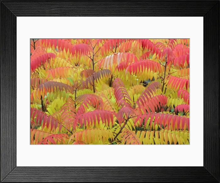 Framed Print : Stag's-horn Sumach - Leaves showing autumn colour. North Hessen, Germany Framed Print : Stag's-horn Sumach - Leaves showing autumn colour. North Hessen, Germany