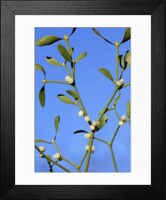 Framed Print : Mistletoe - Detailed study of ripe berries and leaves. Lower Saxony, Germany Framed Print : Mistletoe - Detailed study of ripe berries and leaves. Lower Saxony, Germany
