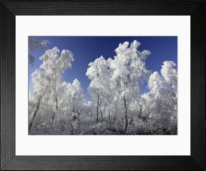 Framed Print : Birch Trees - Covered with snow and frost in winter. Meissner Hills, North Hessen, Germany Framed Print : Birch Trees - Covered with snow and frost in winter. Meissner Hills, North Hessen, Germany