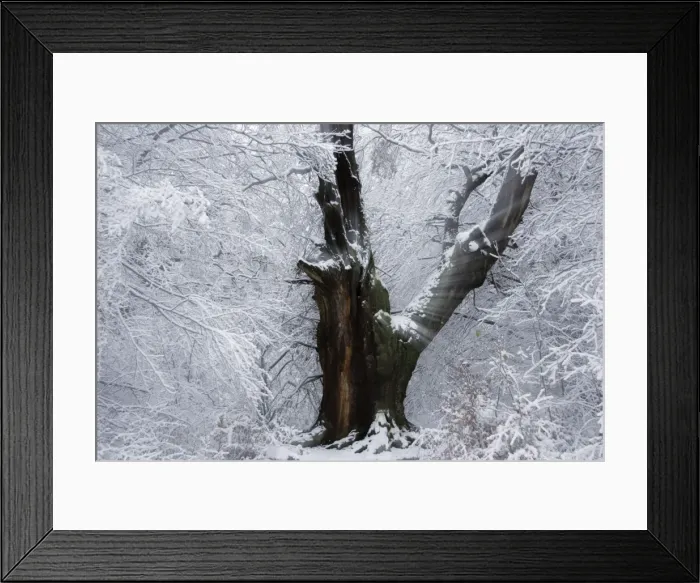 Framed Print : Ancient Oak Tree - Four hundred year old tree in old forest of Sababurg, winter-time. North Hessen, Germany Framed Print : Ancient Oak Tree - Four hundred year old tree in old forest of Sababurg, winter-time. North Hessen, Germany