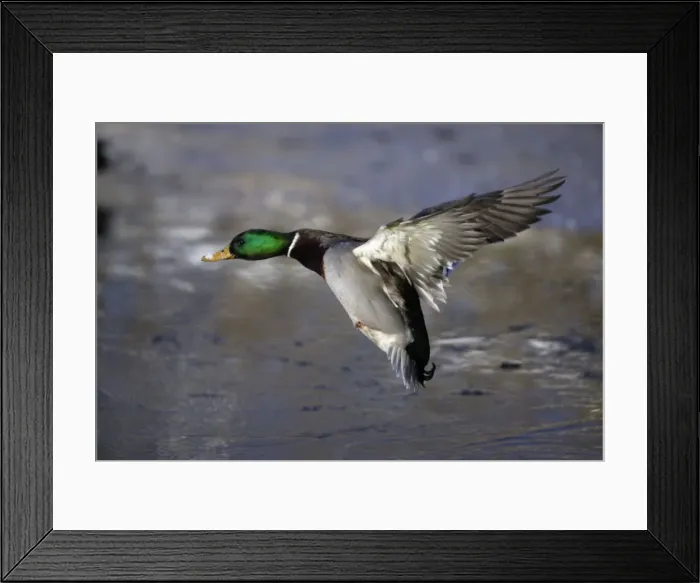 Framed Print : Mallard - Drake landing on frozen lake in winter. Lower Saxony, Germany Framed Print : Mallard - Drake landing on frozen lake in winter. Lower Saxony, Germany