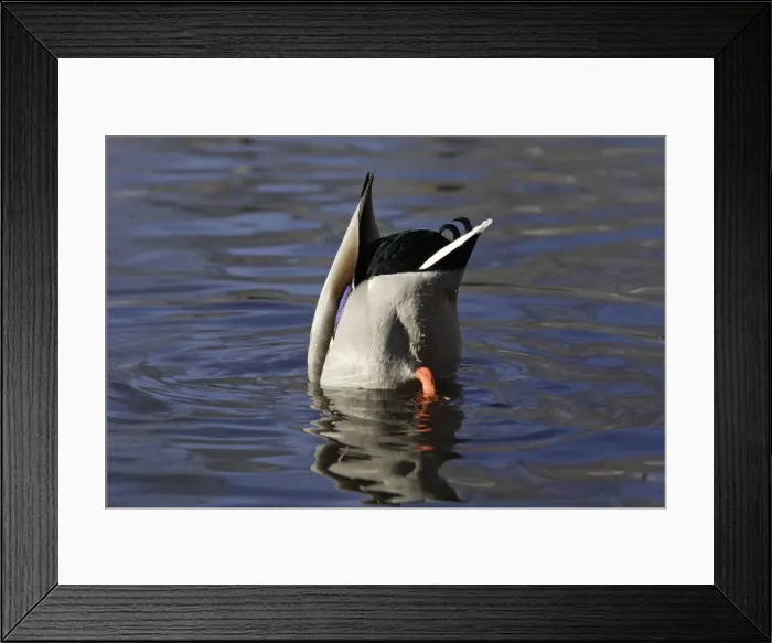 Framed Print : Mallard - Drake feeding underwater with tail in air. Lower Saxony, Germany Framed Print : Mallard - Drake feeding underwater with tail in air. Lower Saxony, Germany
