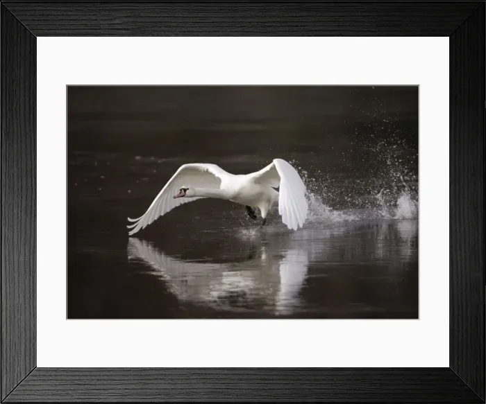 Framed Print : Mute Swan - Taking off from river. Lower Saxony, Gremany Framed Print : Mute Swan - Taking off from river. Lower Saxony, Gremany