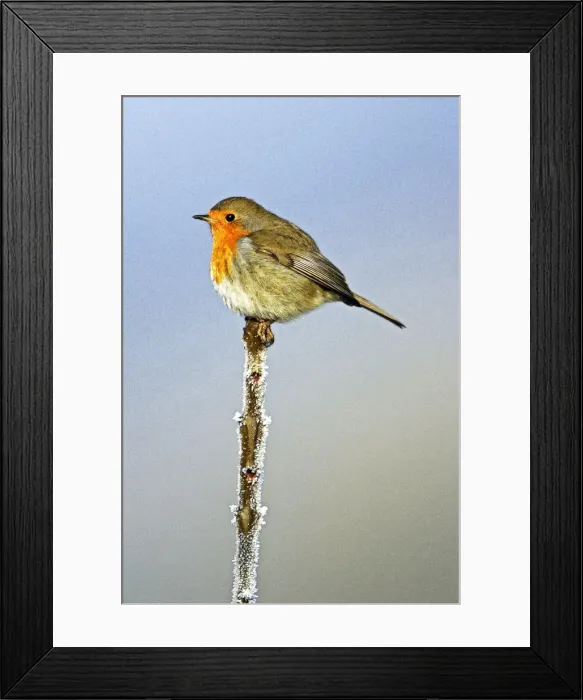 Framed Print : Robin - On tree-top, by frosty weather, winter. Hessen, Germany Framed Print : Robin - On tree-top, by frosty weather, winter. Hessen, Germany