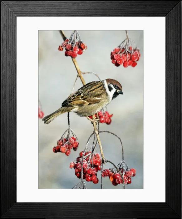 Framed Print : Tree Sparrow - Perched on Guelder Rose bush in garden, winter-time. Lower Saxony, Germany. Watercolour effect Framed Print : Tree Sparrow - Perched on Guelder Rose bush in garden, winter-time. Lower Saxony, Germany. Watercolour effect