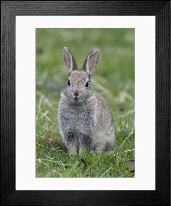 Framed Print : Young Rabbit - Sitting in a meadow Northumberland, England Framed Print : Young Rabbit - Sitting in a meadow Northumberland, England