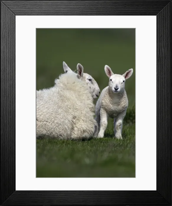 Framed Print : Leicester Sheep - Ewe with lamb Northumberland, England Framed Print : Leicester Sheep - Ewe with lamb Northumberland, England