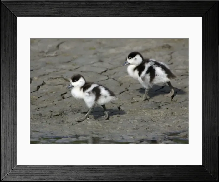 Framed Print : Shelduck - 2 Ducklings on mudflats Island Texel, Holland Framed Print : Shelduck - 2 Ducklings on mudflats Island Texel, Holland