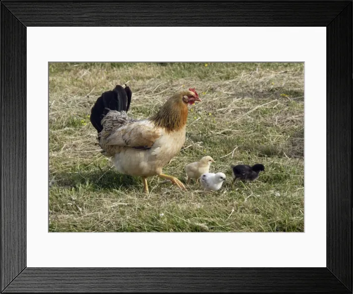 Framed Print : Hen - with chicks on hay meadow, free range Isle of Texel, Holland Framed Print : Hen - with chicks on hay meadow, free range Isle of Texel, Holland