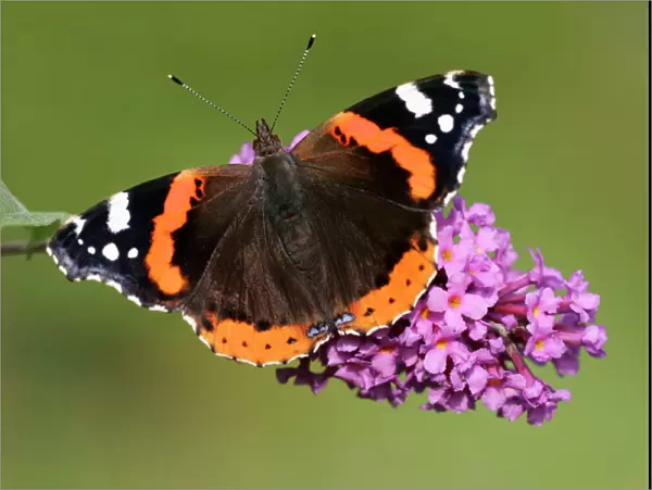 Red Admiral Butterfly-feeding upon Buddlia in garden. Lower Saxony, Germany