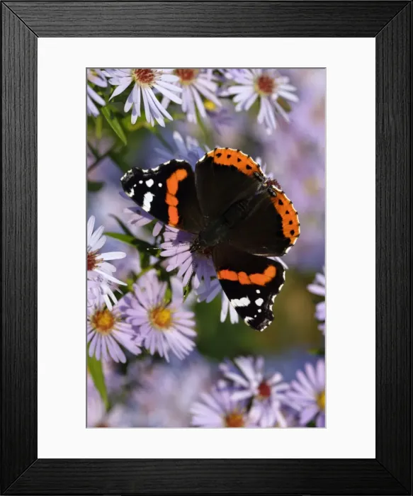 Framed Print : Red Admiral Butterfly-Feeding upon aster flowers Lower Saxony, Germany Framed Print : Red Admiral Butterfly-Feeding upon aster flowers Lower Saxony, Germany