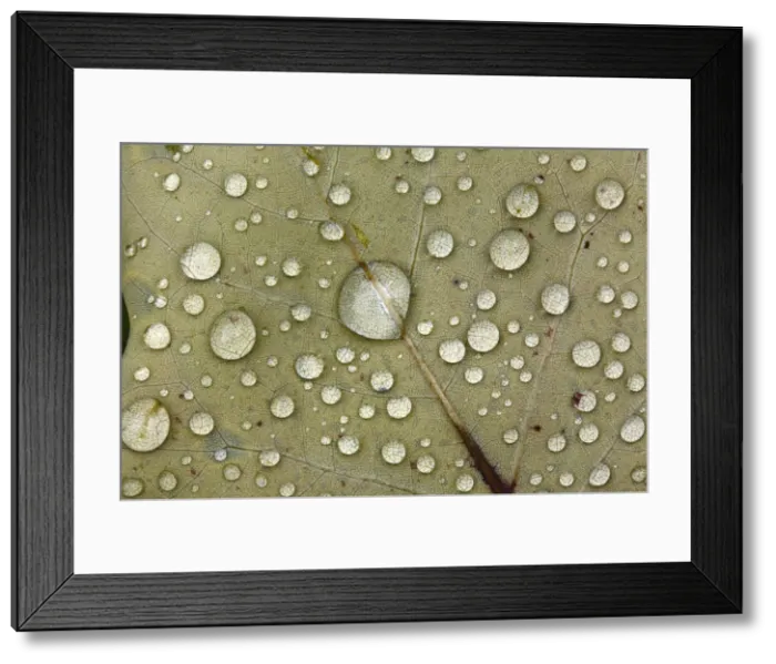 Framed Print : Autumn Leaf - with dewdrops Lower Saxony, Germany Framed Print : Autumn Leaf - with dewdrops Lower Saxony, Germany