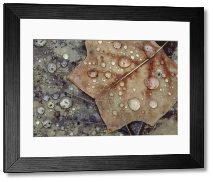 Framed Print : Autumn Leaves - with dewdrops Lower Saxony, Germany Framed Print : Autumn Leaves - with dewdrops Lower Saxony, Germany