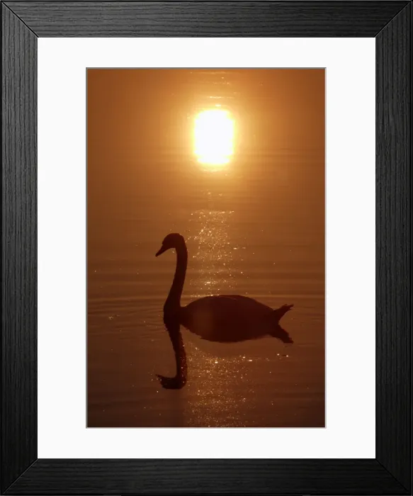Framed Print : Mute Swan - With reflection of sun and itself in water Lower Saxony, Germany Framed Print : Mute Swan - With reflection of sun and itself in water Lower Saxony, Germany