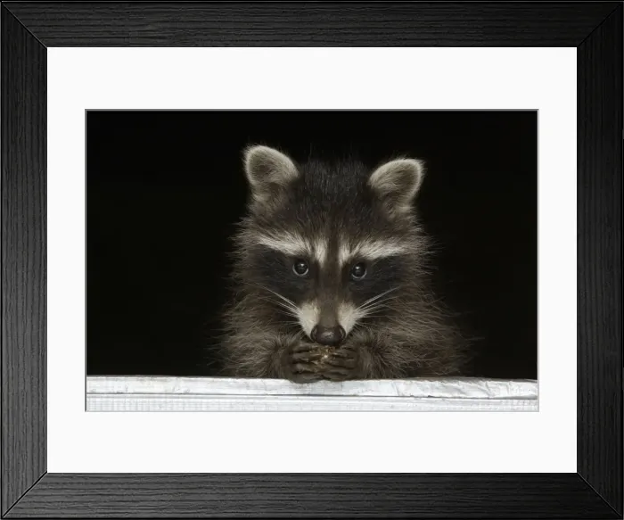 Framed Print : Wild Young Racoon - At house window, feeding Lower Saxony, Germany