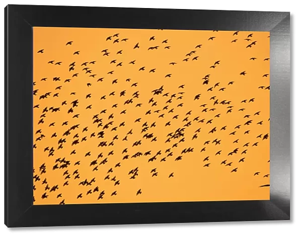 Starlings - and Red Kite in flight, autumn twilight Lower Saxony, Germany