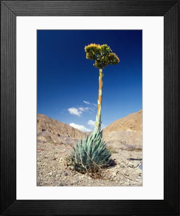 Framed Print : Agave Cedros Island, Mexican state of Baja California Framed Print : Agave Cedros Island, Mexican state of Baja California