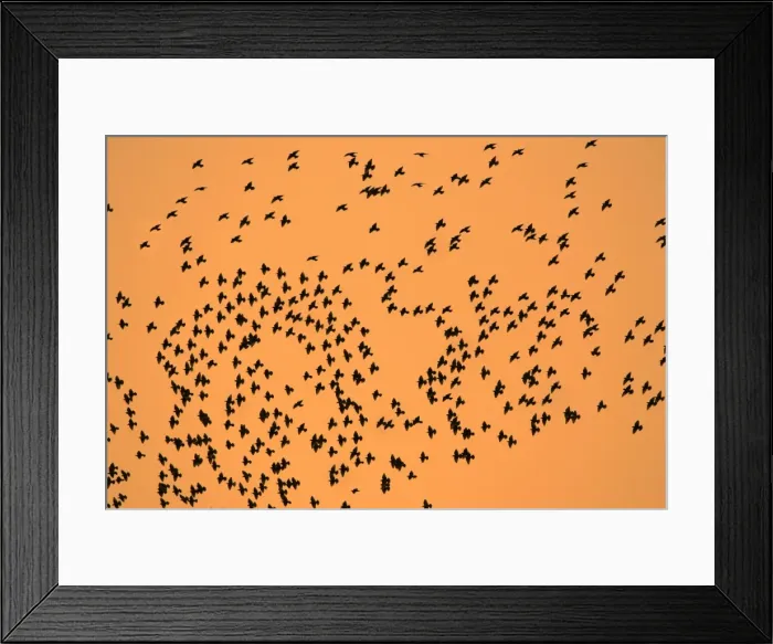 Framed Print : Starlings-Flock formation in autumn twilight Lower Saxony, Germany Framed Print : Starlings-Flock formation in autumn twilight Lower Saxony, Germany