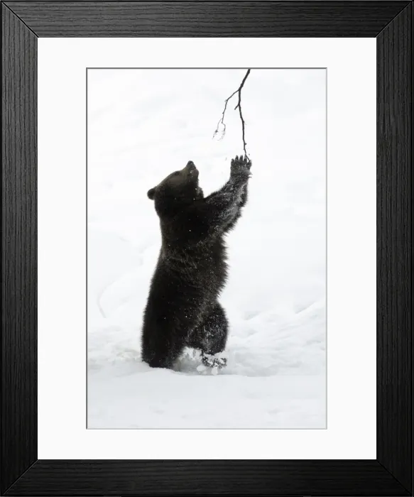 Framed Print : European Brown Bear- young animal playing with branch in snow Bavaria, Germany Framed Print : European Brown Bear- young animal playing with branch in snow Bavaria, Germany