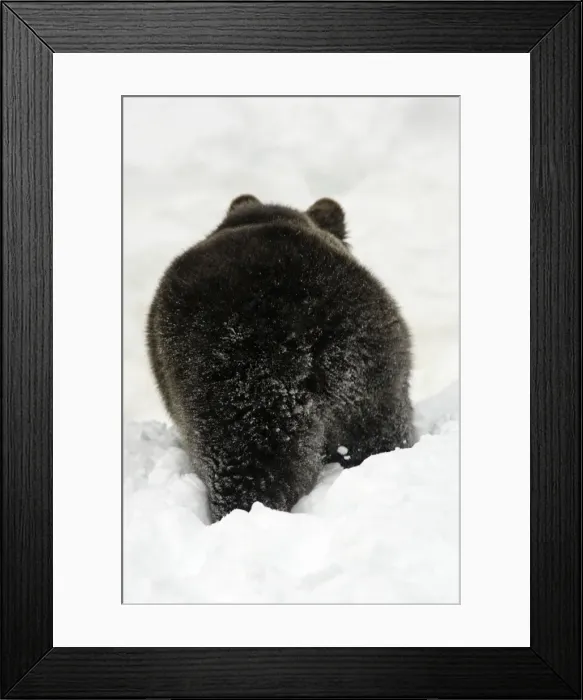 Framed Print : European Brown Bear- from behind, in snow, winter Bavaria, Germany Framed Print : European Brown Bear- from behind, in snow, winter Bavaria, Germany
