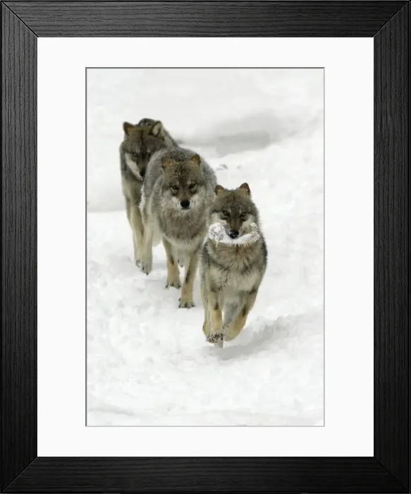 Framed Print : European Wolf - 1 animal with a bone being chased by 2 others through the snow, winter Bavaria, Germany Framed Print : European Wolf - 1 animal with a bone being chased by 2 others through the snow, winter Bavaria, Germany