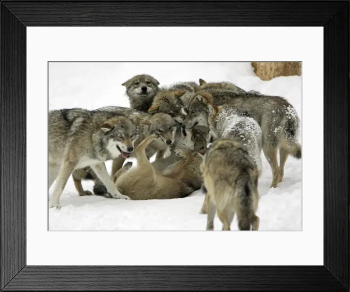 Framed Print : European Wolf- animals showing respect to female alpha wolf, social behaviour within pack, winter Bavaria, Germany Framed Print : European Wolf- animals showing respect to female alpha wolf, social behaviour within pack, winter Bavaria, Germany