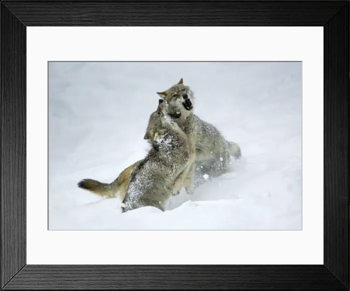 Framed Print : European Wolf- 2 young wolves fighting, in snow, pack rank dispute Bavaria, Germany Framed Print : European Wolf- 2 young wolves fighting, in snow, pack rank dispute Bavaria, Germany