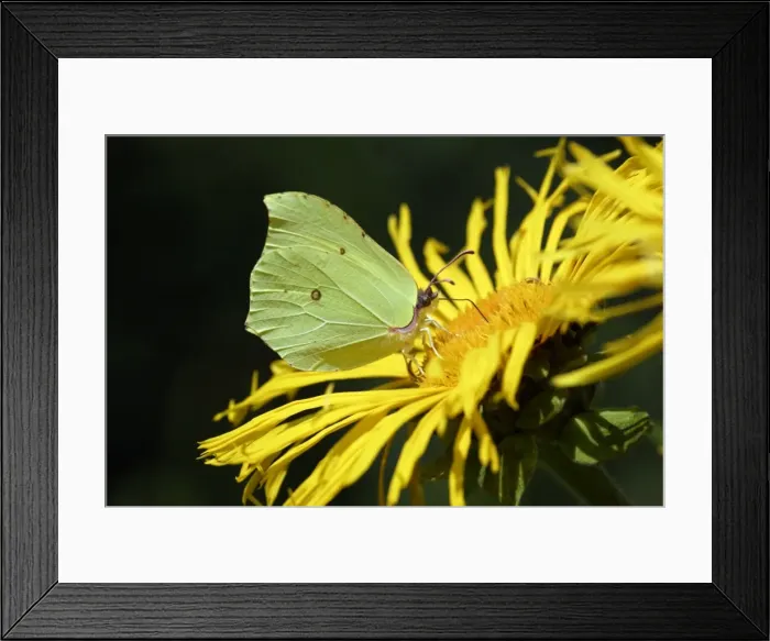 Framed Print : Brimstone Butterfly- feeding on garden plant, Lower Saxony, Germany Framed Print : Brimstone Butterfly- feeding on garden plant, Lower Saxony, Germany