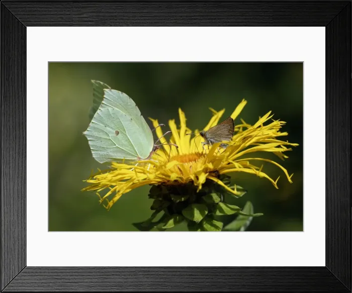 Framed Print : Cleopatra (left) and Large Skipper Butterfly (Ochlodes venata) - feeding on nectar of garden flower, Lower Saxony, Germany Framed Print : Cleopatra (left) and Large Skipper Butterfly (Ochlodes venata) - feeding on nectar of garden flower, Lower Saxony, Germany