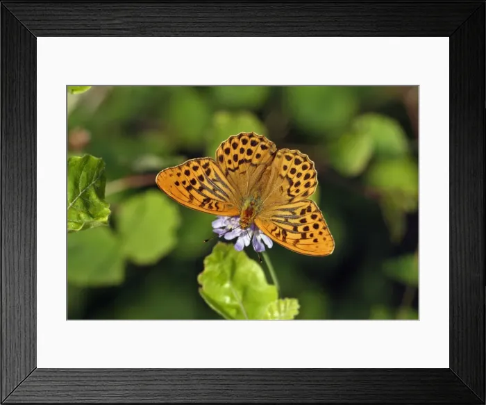 Framed Print : Silver-washed Fritillary Butterfly- with wings opened wide, sunning itself, Hessen, Germany Framed Print : Silver-washed Fritillary Butterfly- with wings opened wide, sunning itself, Hessen, Germany