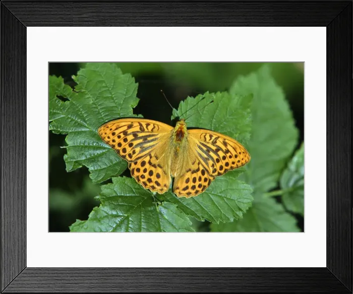 Framed Print : Silver-washed Fritillary Butterfly- with wings opened wide, sunning itself, Hessen, Germany Framed Print : Silver-washed Fritillary Butterfly- with wings opened wide, sunning itself, Hessen, Germany